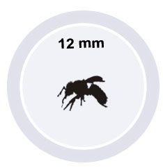 05 maio apis mellifera tamanho