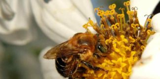 A.B.E.L.H.A. participa do IV Simpósio Brasileiro de Polinização