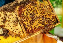 Como as abelhas se protegem contra doenças?