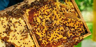 Apicultura sustentável é tema da 48ª Apimondia, que terá presença da A.B.E.L.H.A. no Chile