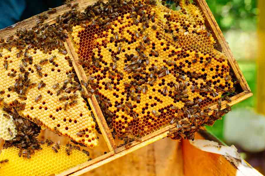 Besouros rola-bosta, essenciais na pecuária, sofrem com ivermectina dada ao  gado