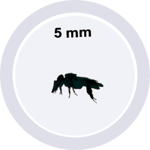 tetragonisca angustula tamanho
