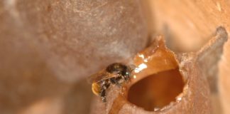 Estudo mapeia a composição do mel branco do Rio Grande do Sul