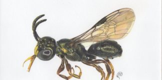 Nova espécie de abelha é descoberta em lavoura de soja em Goiás