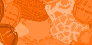 Evento da RCPol debate a importância das palinotecas nos estudos ecológicos