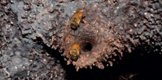 Guia Fotográfico reúne 41 espécies de abelhas sem ferrão