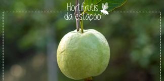 Goiaba Hortifruti da estação: goiaba