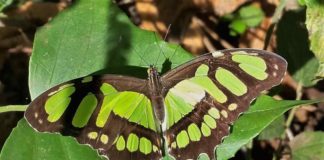 Nova coleção de borboletas está disponível online na rede speciesLink