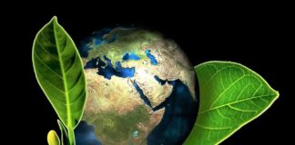 Estudo avalia contribuição dos polinizadores para o fluxo internacional de produtos agrícolas