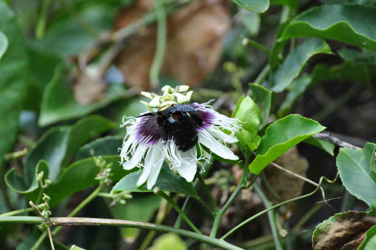 Apicultor de Peruíbe - Você conhece a abelha mamangava? Saiba que elas são  vitais na polinização e auxílio na produção de maracujá. Afinal, a  mamangava é vital aos processos de polinização de