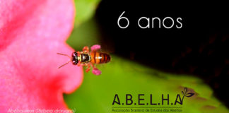 Curso on-line ensina a criar abelhas sem ferrão nas cidades ABELHA 6 anos