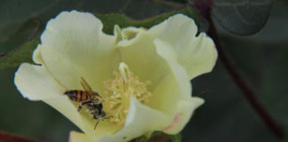 20 de maio – Dia Mundial das Abelhas