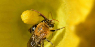 A.B.E.L.H.A. e Embrapa Meio Ambiente marcam presença na Hortitec 2022