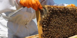 Podcast A.B.E.L.H.A. – Como produzir mais mel