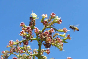 Abelha africanizada em flor de cajueiro