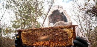 Apicultura une conservação e geração de renda no sertão de Pernambuco