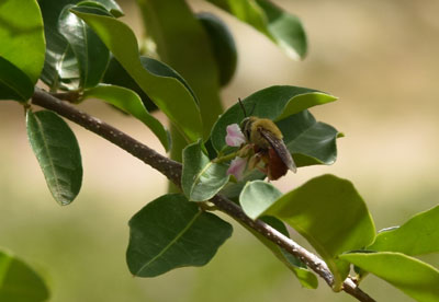 abelha de óleo em flor de aceroleira