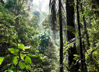 O que está em pauta na Conferência da Biodiversidade da ONU