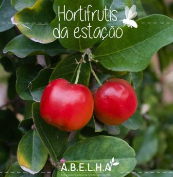 Acerola acerola