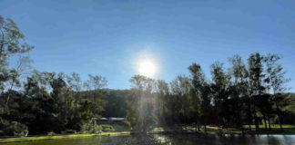 A beleza da arte e das abelhas sem ferrão na Serra do Japi
