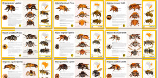 Apimondia 2022 – Fichas catalográficas de abelhas sem ferrão relevantes para a meliponicultura no Brasil