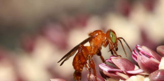 Perda de floresta causa o desaparecimento de abelhas polinizadoras do açaizeiro