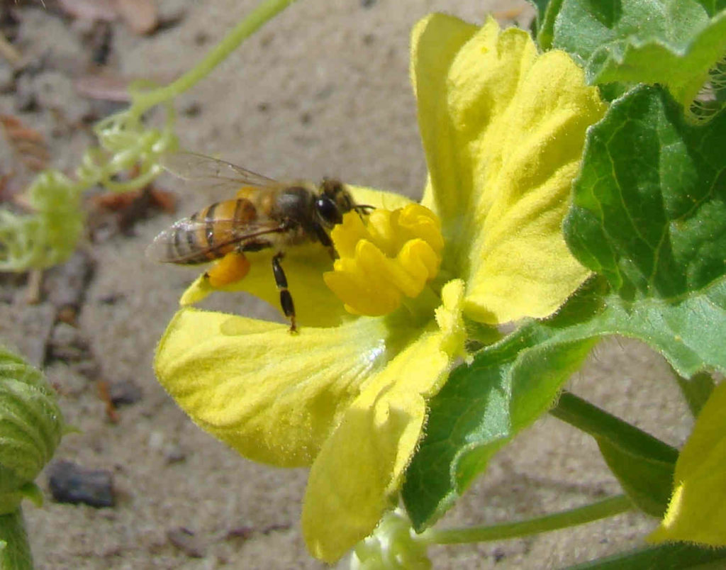 Abelha africanizada Apis mellifera em flor de melancia Breno site