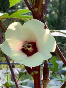 Abelha Apis mellifera em flor de quiabo site