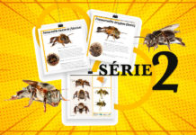 A.B.E.L.H.A. e ICMBio lançam nova série de fichas catalográficas de espécies relevantes para a meliponicultura