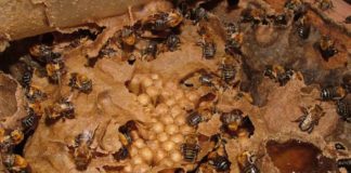 Apimondia 2022 – Impacto das mudanças climáticas na perda de hábitat natural da abelha-uruçu Uruçu nordestina