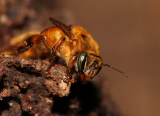 O amplo comércio de colmeias de abelhas sem ferrão pode introduzi-las em lugares novos e ameaçar espécies Uruçú Amarela
