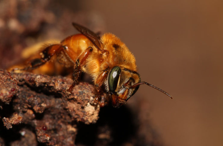 O amplo comércio de colmeias de abelhas sem ferrão pode introduzi-las em lugares novos e ameaçar espécies Uruçú Amarela