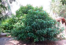 urucum Bixa orellana