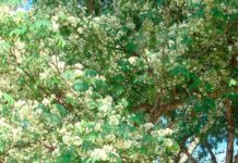 timburi, timbaúva Enterolobium contortisiliquum