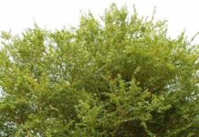 pitanga Eugenia uniflora