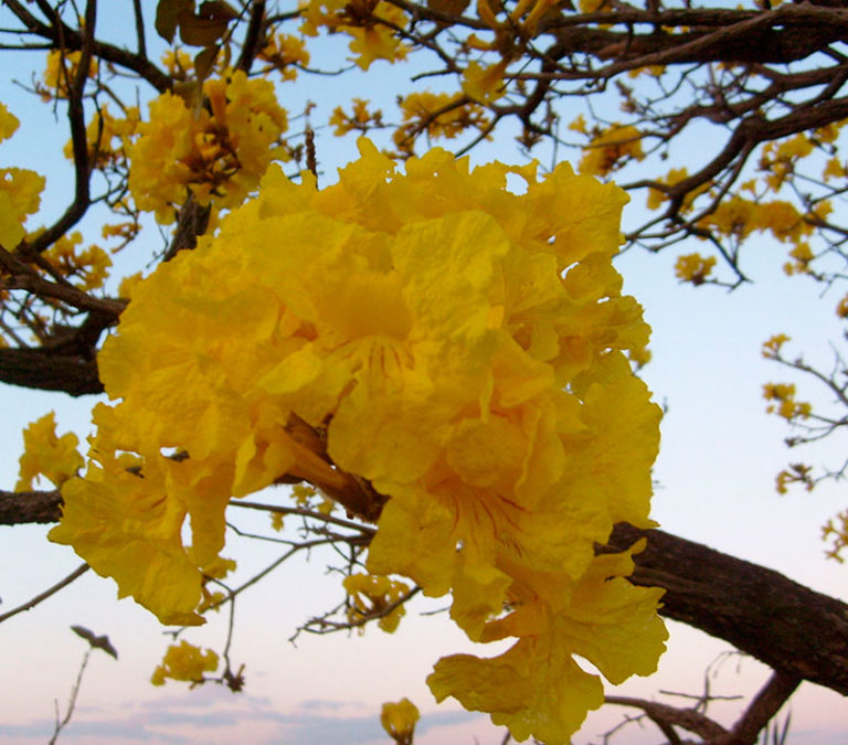 caraibinha caraíba ipê amarelo A B E L H A