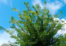 sabiá Mimosa caesalpiniifolia