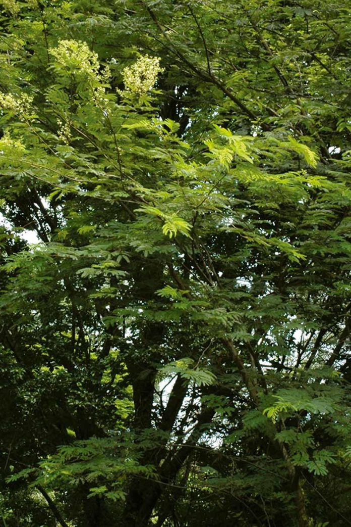 Senegalia polyphylla