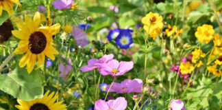 Saiba tudo o que rolou na Expoflora 2022!