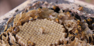 Pesquisadores e meliponicultores trabalham juntos para salvar abelha em risco de extinção