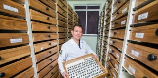 Nova coleção de abelhas está disponível on-line no InfoA.B.E.L.H.A.