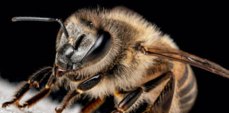 Policultura de feijão com abobrinha altera morfologia das flores e aumenta diversidade de polinizadores