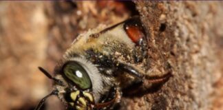 Interação entre abelhas e plantas pode ajudar a restaurar áreas degradadas da Amazônia