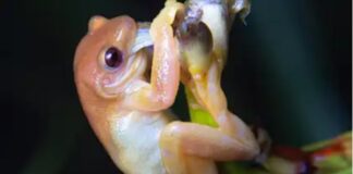 Primeira rã polinizadora brasileira pode ter sido encontrada no Rio de Janeiro