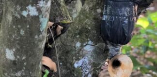 Inscrições abertas para o novo curso à distância sobre captura de abelhas sem ferrão no SENAR