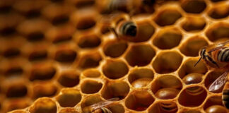 Própolis melhora imunidade, reduz radicais livres e ameniza inflamação crônica em pessoas com HIV