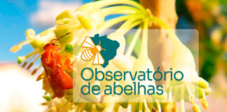 Observatório Brasileiro de Abelhas é lançado em evento on-line