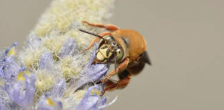 Berço das abelhas fica no Hemisfério Sul