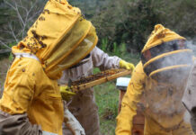 “A apicultura atende, plenamente, o tripé da sustentabilidade”
