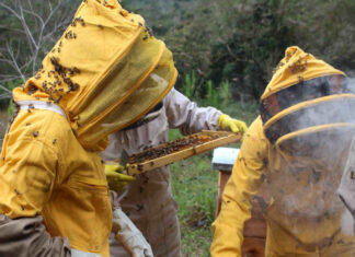 “A apicultura atende, plenamente, o tripé da sustentabilidade”